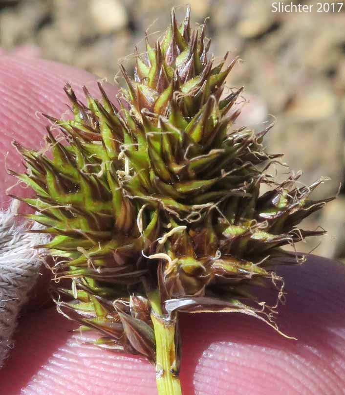 Mt. Shasta Sedge, Shasta Sedge: Carex straminiformis