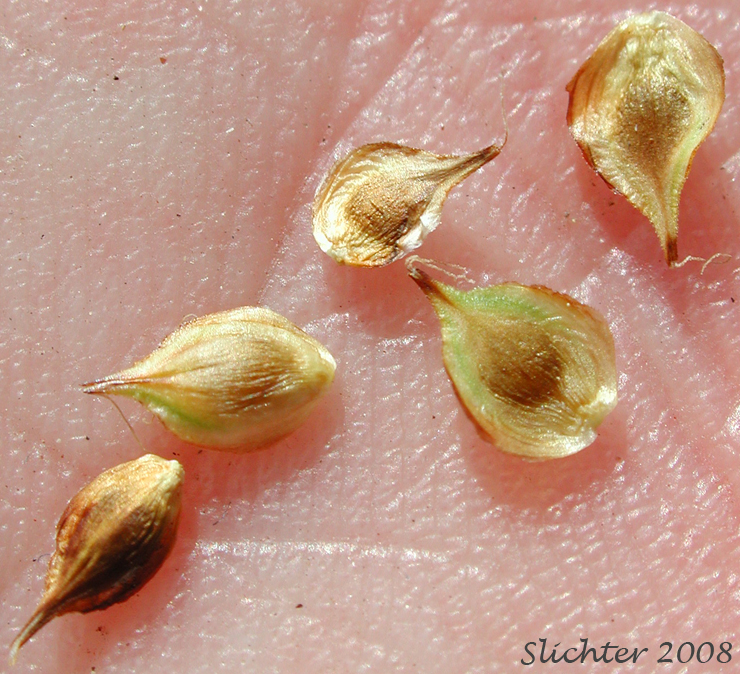 Perigynia of Mt. Shasta Sedge, Shasta Sedge: Carex straminiformis