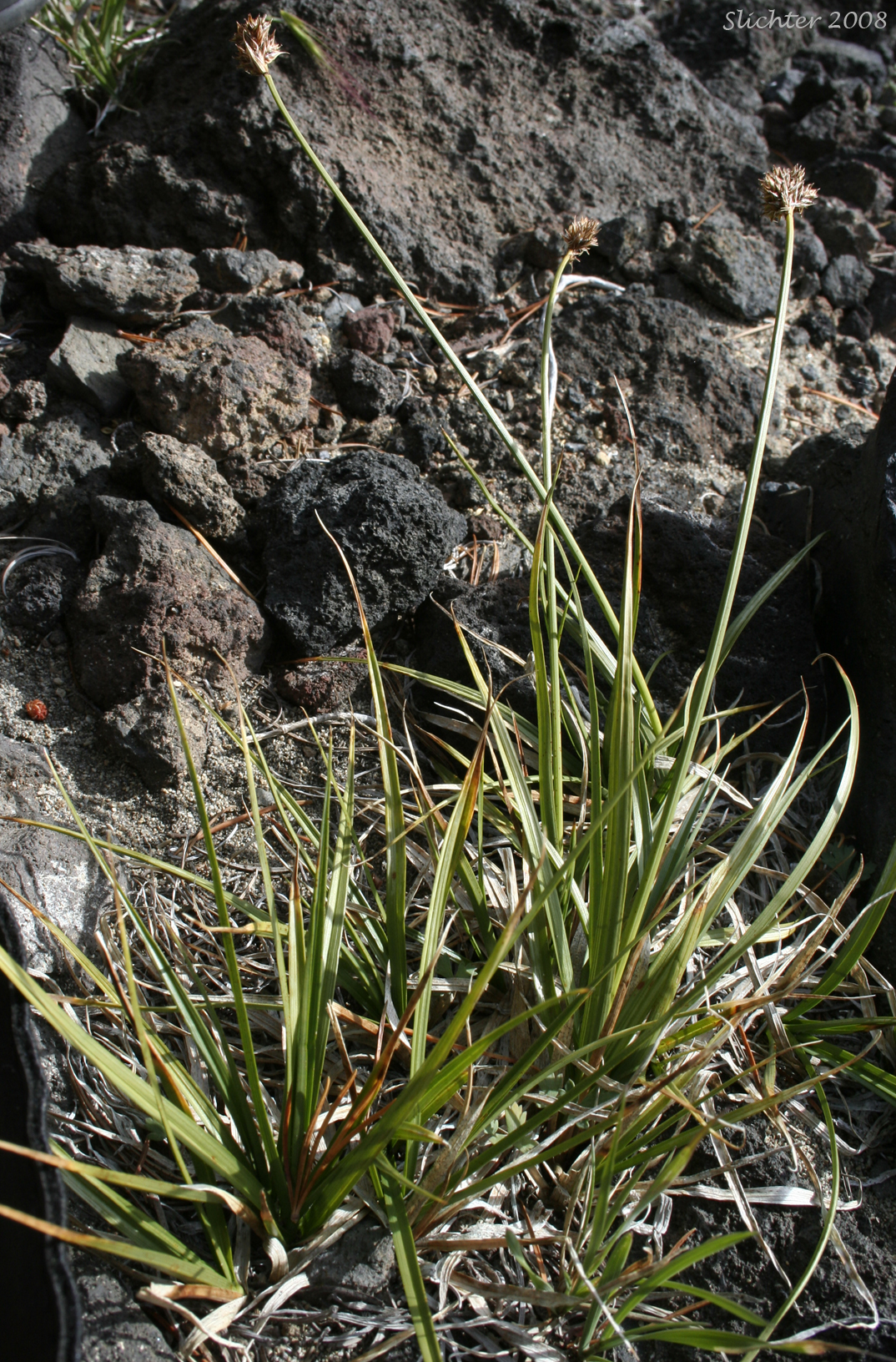 Mt. Shasta Sedge, Shasta Sedge: Carex straminiformis