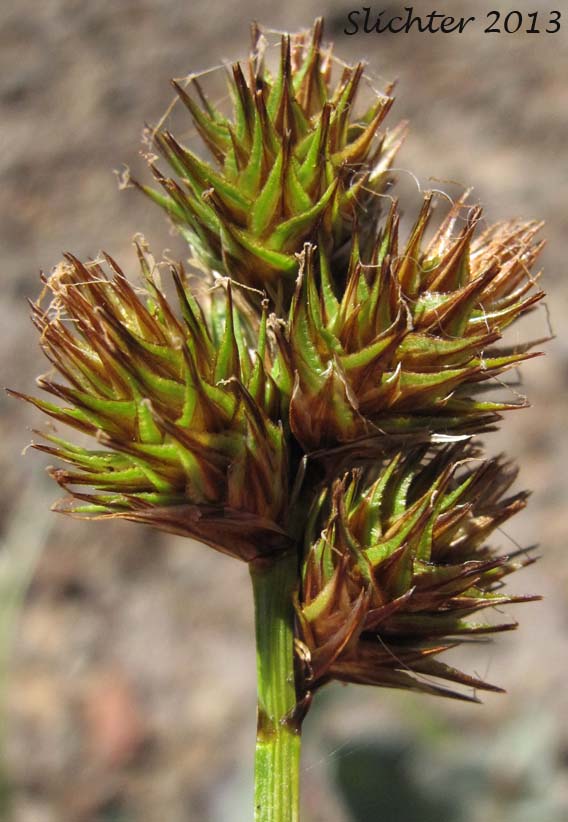 Inflorescence of Mt. Shasta Sedge, Shasta Sedge: Carex straminiformis
