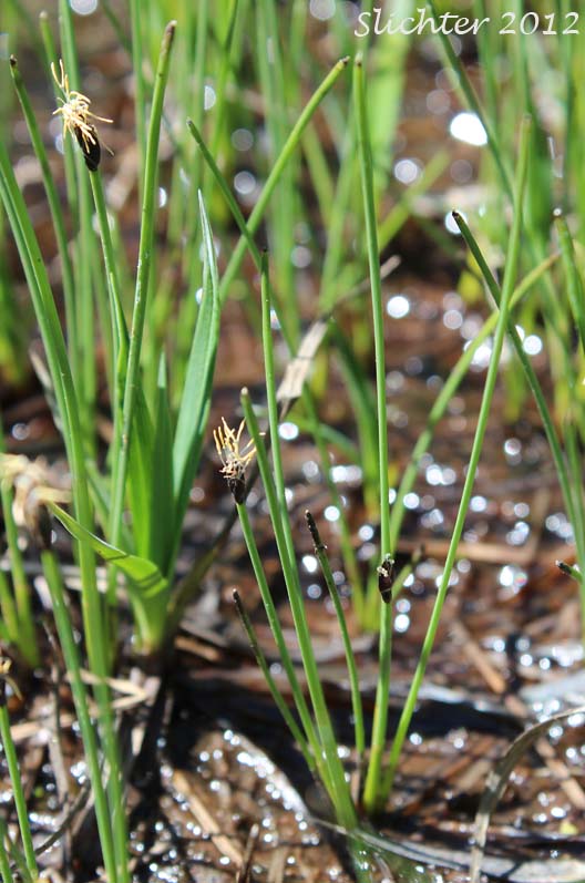 Needle Spikerush: Eleocharis acicularis (Synonyms: Eleocharis acicularis var. acicularis, Eleocharis acicularis var. gracilescens, Eleocharis acicularis var. occidentalis, Eleocharis acicularis var. porcata, Eleocharis acicularis var. submersa, Scirpus acicularis)