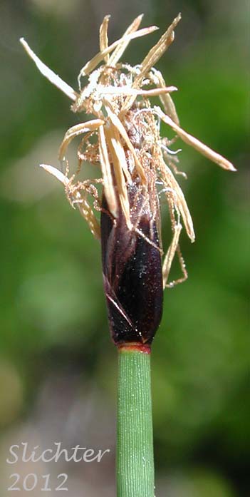 Close-up of the inflorescence of Needle Spikerush: Eleocharis acicularis (Synonyms: Eleocharis acicularis var. acicularis, Eleocharis acicularis var. gracilescens, Eleocharis acicularis var. occidentalis, Eleocharis acicularis var. porcata, Eleocharis acicularis var. submersa, Scirpus acicularis)