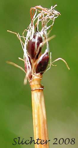 Few-flowered Spikerush: Eleocharis quinqueflora (Synonyms: Eleocharis fernaldii, Eleocharis pauciflora, Eleocharis pauciflora var. fernaldii, Eleocharis pauciflora var. pauciflora, Eleocharis pauciflora var. quinqueflora, Eleocharis pauciflora var. suksdorfiana, Eleocharis quinqueflora ssp. fernaldii, Scirpus pauciflorus)