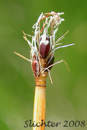Few-flowered Spikerush: Eleocharis quinqueflora (Synonyms: Eleocharis fernaldii, Eleocharis pauciflora, Eleocharis pauciflora var. fernaldii, Eleocharis pauciflora var. pauciflora, Eleocharis pauciflora var. quinqueflora, Eleocharis pauciflora var. suksdorfiana, Eleocharis quinqueflora ssp. fernaldii, Scirpus pauciflorus)