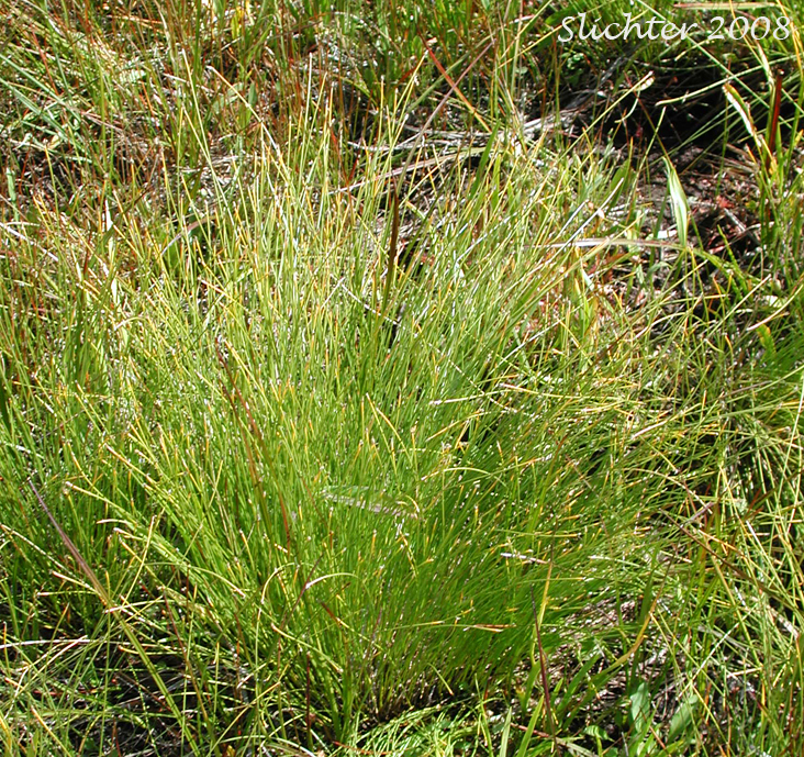 Few-flowered Spikerush: Eleocharis quinqueflora (Synonyms: Eleocharis fernaldii, Eleocharis pauciflora, Eleocharis pauciflora var. fernaldii, Eleocharis pauciflora var. pauciflora, Eleocharis pauciflora var. quinqueflora, Eleocharis pauciflora var. suksdorfiana, Eleocharis quinqueflora ssp. fernaldii, Scirpus pauciflorus)