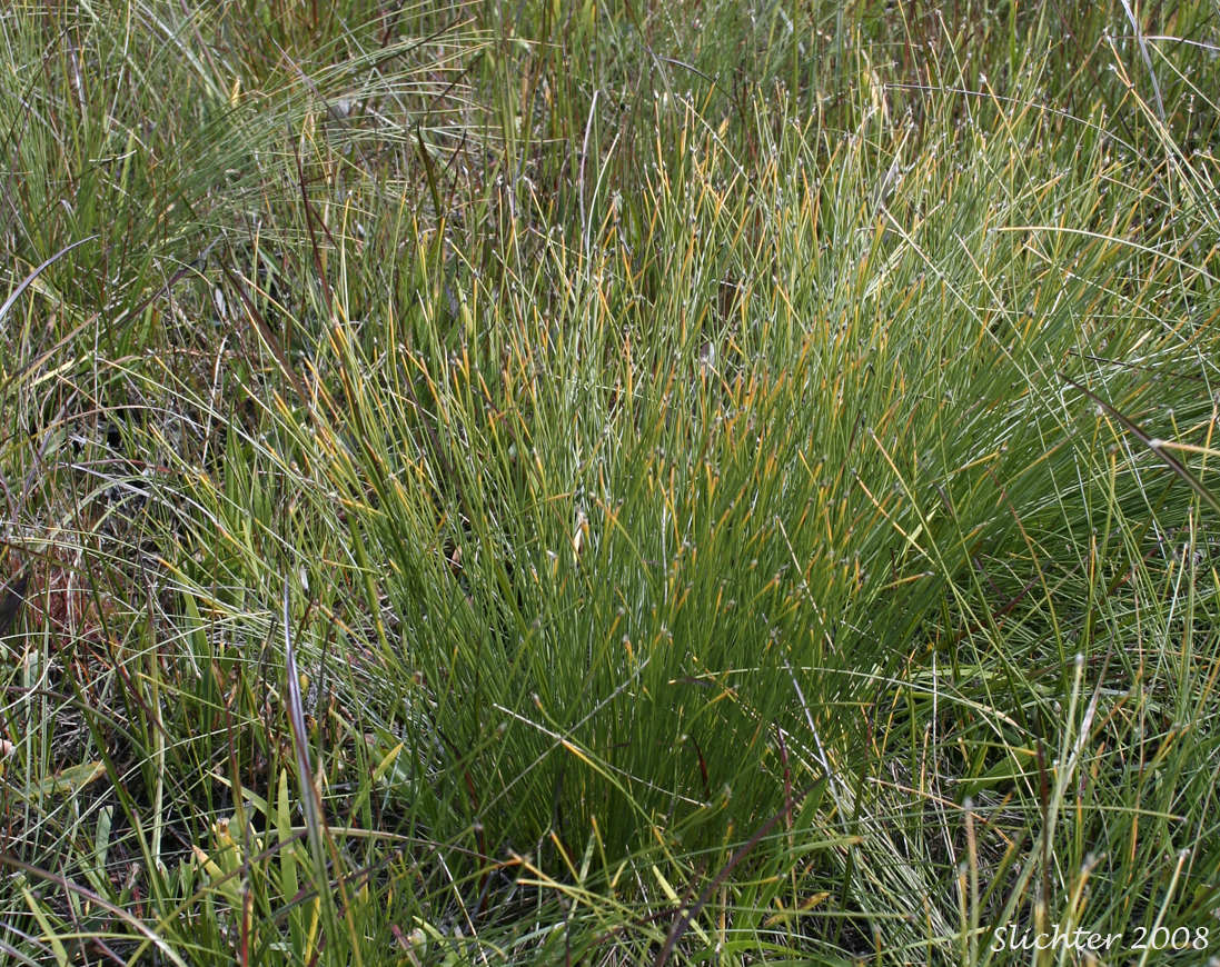 Few-flowered Spikerush: Eleocharis quinqueflora (Synonyms: Eleocharis fernaldii, Eleocharis pauciflora, Eleocharis pauciflora var. fernaldii, Eleocharis pauciflora var. pauciflora, Eleocharis pauciflora var. quinqueflora, Eleocharis pauciflora var. suksdorfiana, Eleocharis quinqueflora ssp. fernaldii, Scirpus pauciflorus)