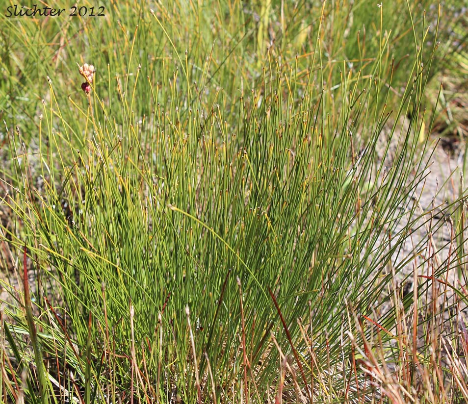 Few-flowered Spikerush: Eleocharis quinqueflora (Synonyms: Eleocharis fernaldii, Eleocharis pauciflora, Eleocharis pauciflora var. fernaldii, Eleocharis pauciflora var. pauciflora, Eleocharis pauciflora var. quinqueflora, Eleocharis pauciflora var. suksdorfiana, Eleocharis quinqueflora ssp. fernaldii, Scirpus pauciflorus)