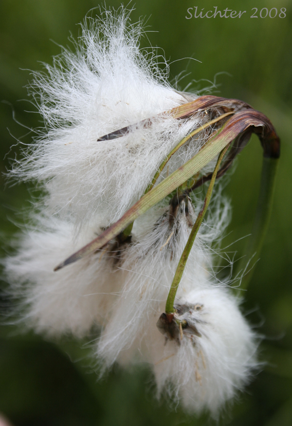 Close-up of the inflorescence of Many-spiked Cottongrass, Narrow-leaved Cotton-grass, Tall Cottongrass: Eriophorum angustifolium ssp. angustifolium (Synonyms: Eriophorum angustifolium var. coloratum, Eriophorum angustifolium ssp. scabriusculum, Eriophorum polystachion)