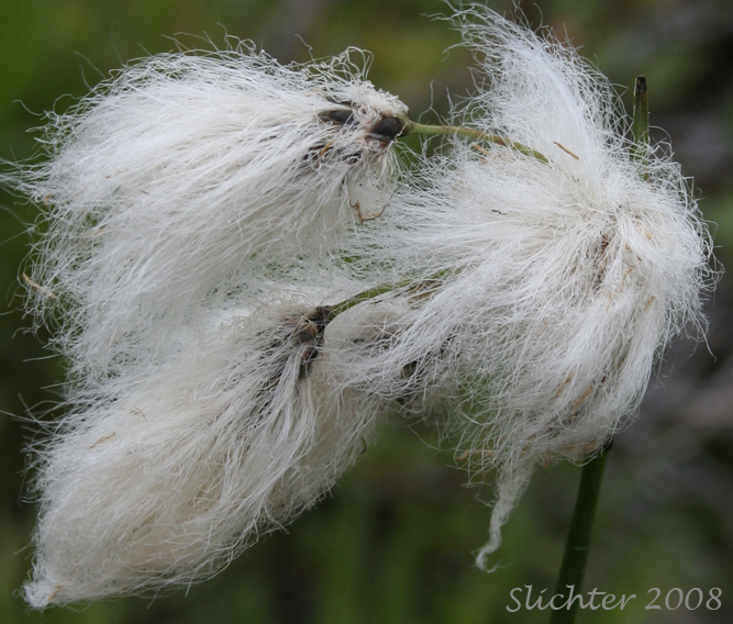 Close-up of the inflorescence of Many-spiked Cottongrass, Narrow-leaved Cotton-grass, Tall Cottongrass: Eriophorum angustifolium ssp. angustifolium (Synonyms: Eriophorum angustifolium var. coloratum, Eriophorum angustifolium ssp. scabriusculum, Eriophorum polystachion)