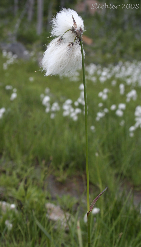 Close-up of the inflorescence of Many-spiked Cottongrass, Narrow-leaved Cotton-grass, Tall Cottongrass: Eriophorum angustifolium ssp. angustifolium (Synonyms: Eriophorum angustifolium var. coloratum, Eriophorum angustifolium ssp. scabriusculum, Eriophorum polystachion)