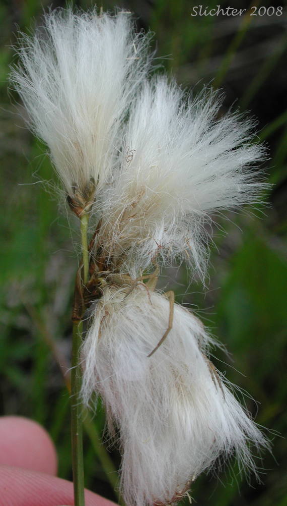 Inflorescence of Many-spiked Cottongrass, Narrow-leaved Cotton-grass, Tall Cottongrass: Eriophorum angustifolium ssp. angustifolium (Synonyms: Eriophorum angustifolium var. coloratum, Eriophorum angustifolium ssp. scabriusculum, Eriophorum polystachion)