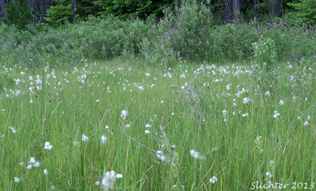 Many-spiked Cottongrass, Narrow-leaved Cotton-grass, Tall Cottongrass: Eriophorum angustifolium ssp. angustifolium (Synonyms: Eriophorum angustifolium var. coloratum, Eriophorum angustifolium ssp. scabriusculum, Eriophorum polystachion)
