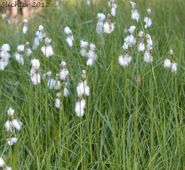 Numerous Many-spiked Cottongrass, Narrow-leaved Cotton-grass, Tall Cottongrass: Eriophorum angustifolium ssp. angustifolium (Synonyms: Eriophorum angustifolium var. coloratum, Eriophorum angustifolium ssp. scabriusculum, Eriophorum polystachion) in bloom in a meadow next to Heart Lake in Hellroaring Meadows, Yakama Nation lands on the southestern flanks of Mt. Adams.........August 12, 2012.