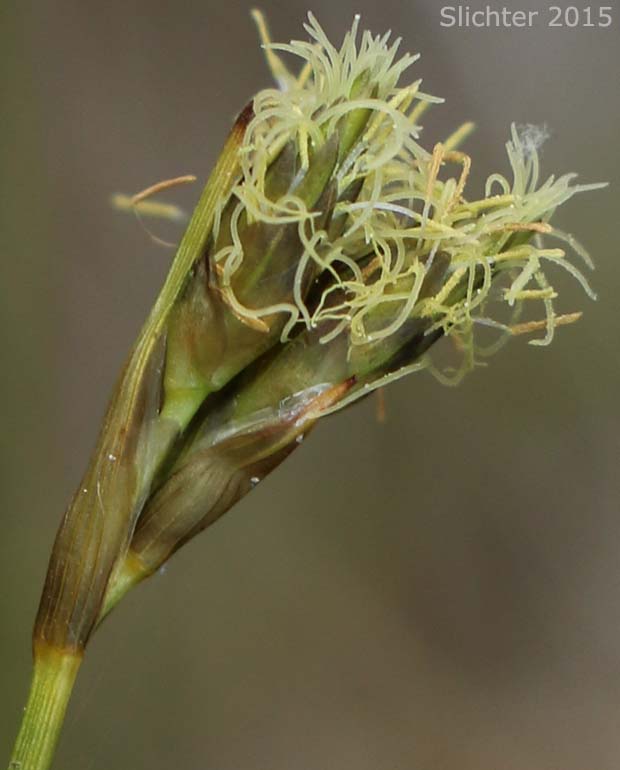 Thinleaf Cottonsedge, Tassel Cottongrass: Eriophorum viridicarinatum (Synonyms: Eriophorum latifolium, Eriophorum latifolilum var. viridicarinatum)