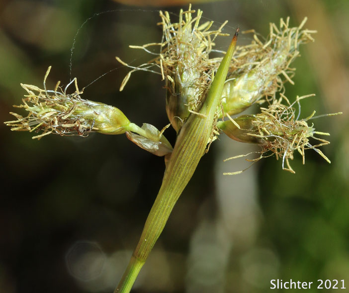 Inflorescence of Slender Cottongrass: Eriophorum gracile (Synonyms: Eriophorum gracile var. caurianum, Eriophorum gracile var. gracile)