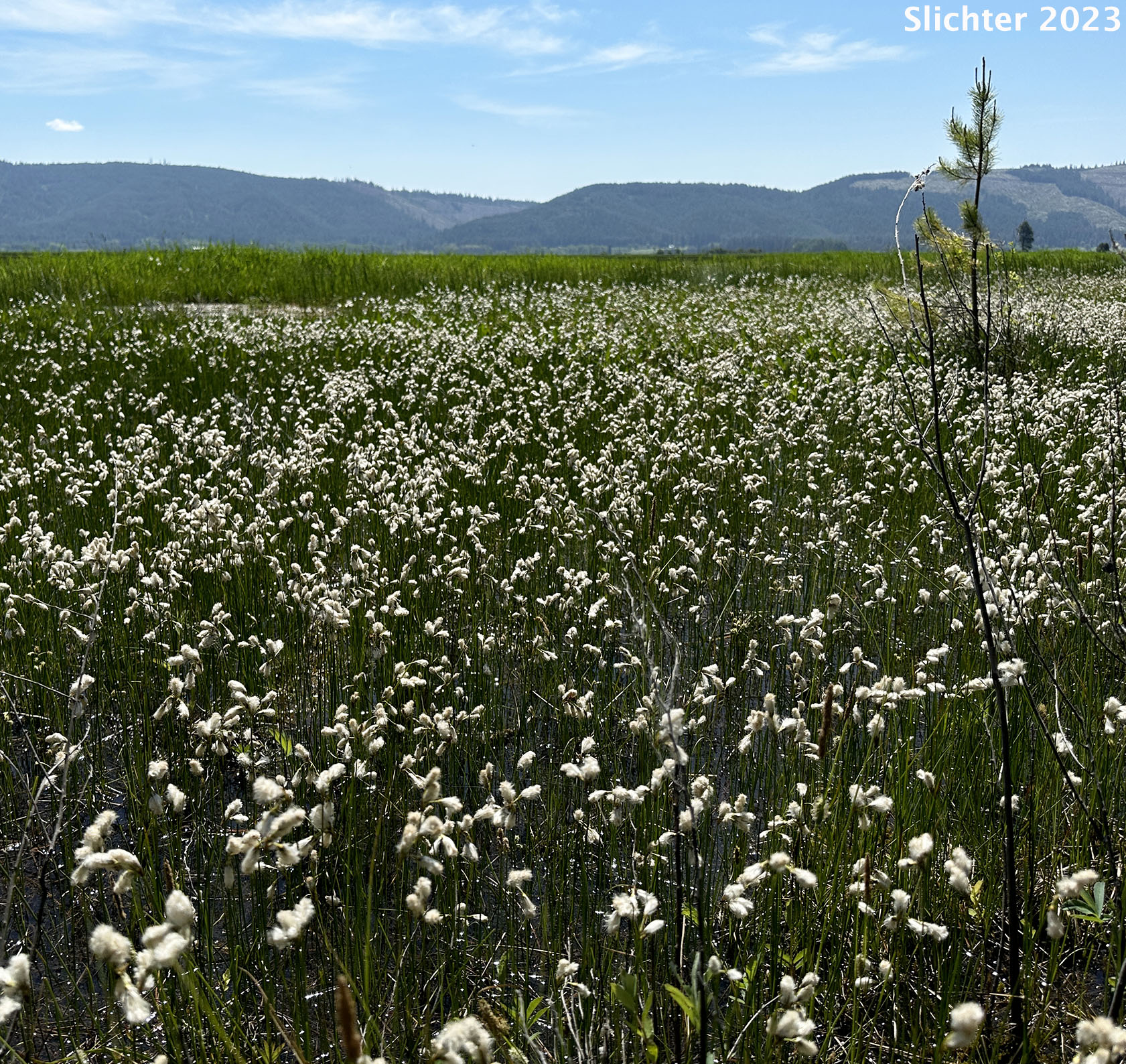 Slender Cottongrass: Eriophorum gracile (Synonyms: Eriophorum gracile var. caurianum, Eriophorum gracile var. gracile)