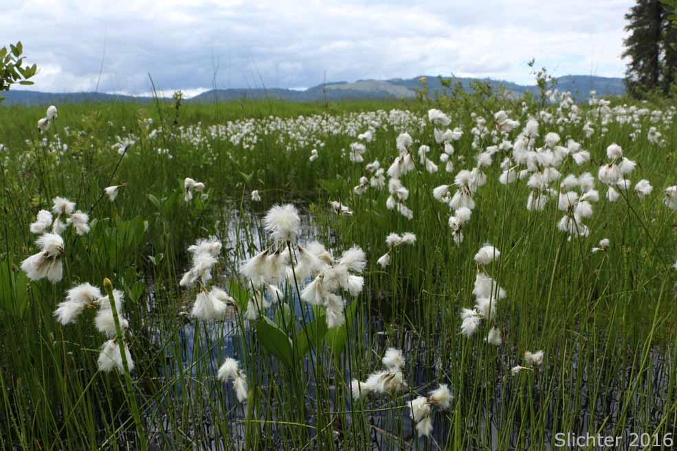 Slender Cottongrass: Eriophorum gracile (Synonyms: Eriophorum gracile var. caurianum, Eriophorum gracile var. gracile)