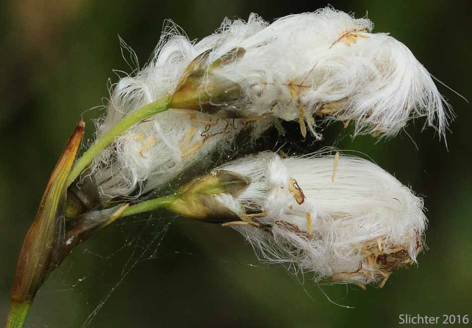 Inflorescence of Slender Cottongrass: Eriophorum gracile (Synonyms: Eriophorum gracile var. caurianum, Eriophorum gracile var. gracile)
