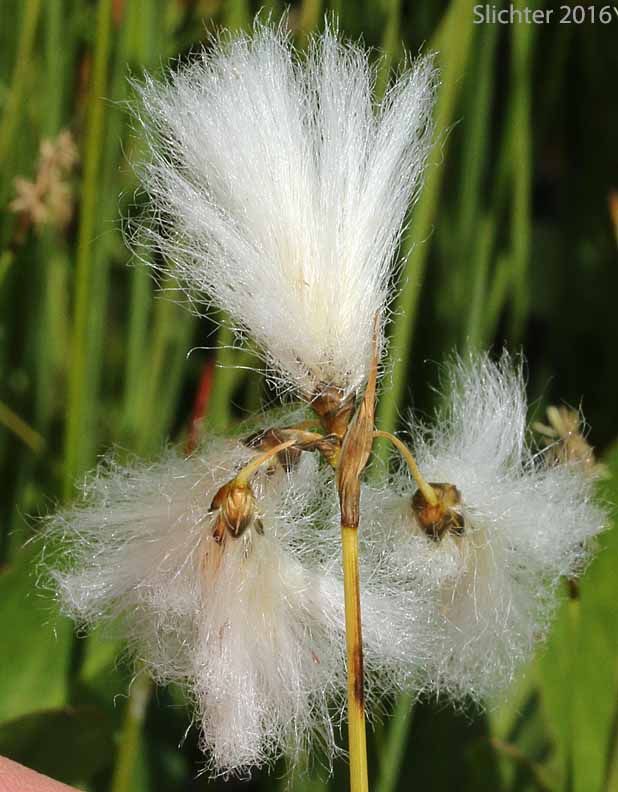 Inflorescence of Slender Cottongrass: Eriophorum gracile (Synonyms: Eriophorum gracile var. caurianum, Eriophorum gracile var. gracile)