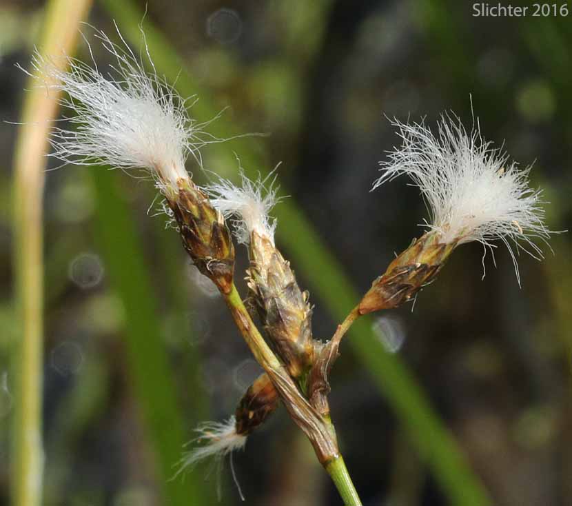 Inflorescence of Slender Cottongrass: Eriophorum gracile (Synonyms: Eriophorum gracile var. caurianum, Eriophorum gracile var. gracile)