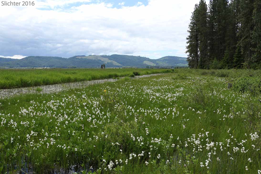 Habitat of Slender Cottongrass: Eriophorum gracile (Synonyms: Eriophorum gracile var. caurianum, Eriophorum gracile var. gracile)