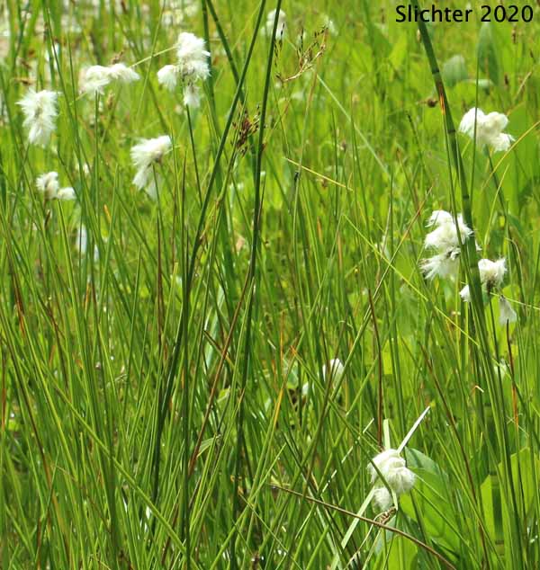 Slender Cottongrass: Eriophorum gracile (Synonyms: Eriophorum gracile var. caurianum, Eriophorum gracile var. gracile)