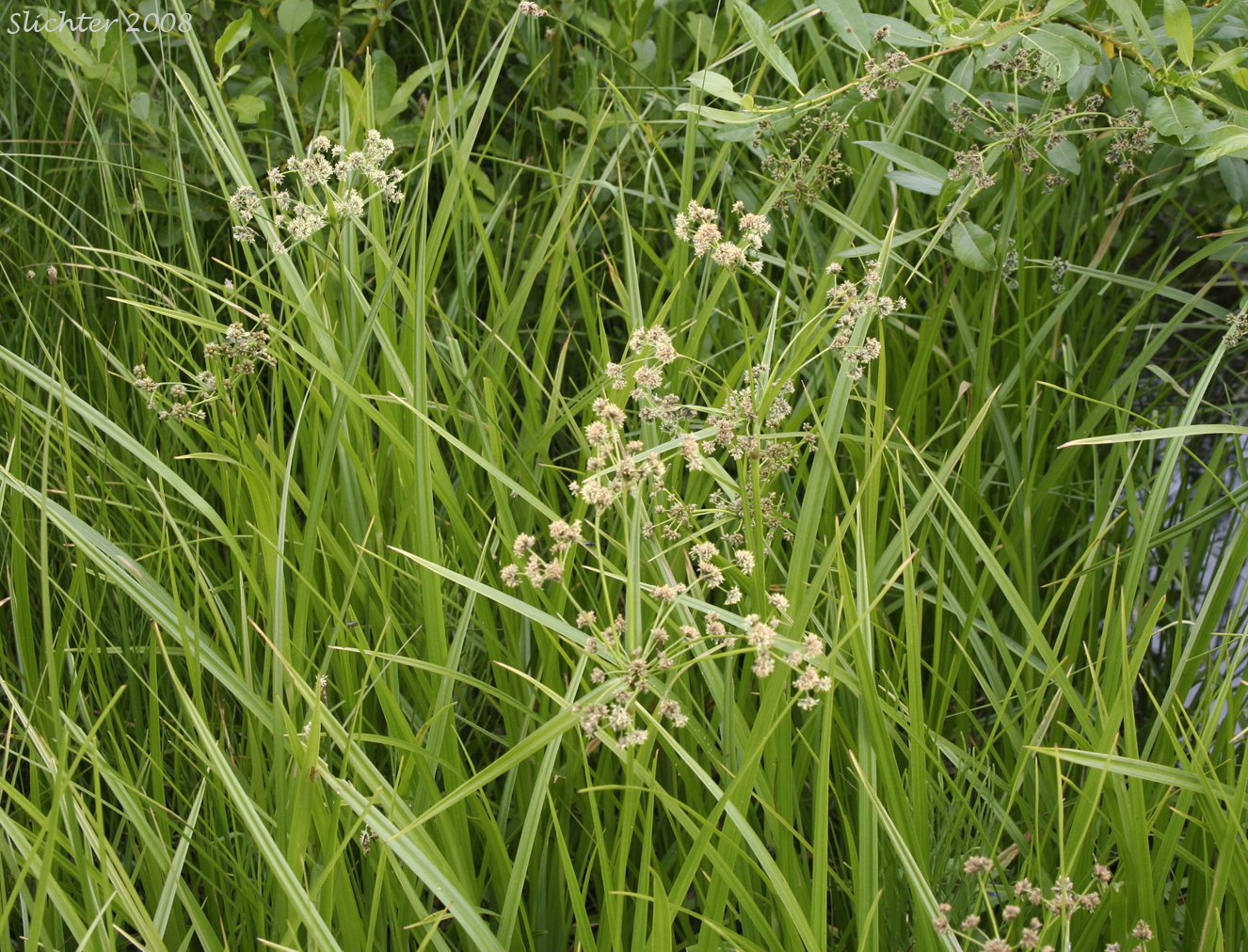Panicled Bulrush, Small-fruited Bulrush: Scirpus microcarpus (Synonyms: Scirpus microcarpus var. longispicatus, Scirpus microcarpus var. microcarpus, Scirpus microcarpus var. rubrotinctus, Scirpus rubrotinctus, Scirpus sylvaticus, Scirpus sylvaticus var. digynus)