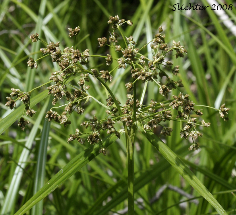Panicled Bulrush, Small-fruited Bulrush: Scirpus microcarpus (Synonyms: Scirpus microcarpus var. longispicatus, Scirpus microcarpus var. microcarpus, Scirpus microcarpus var. rubrotinctus, Scirpus rubrotinctus, Scirpus sylvaticus, Scirpus sylvaticus var. digynus)