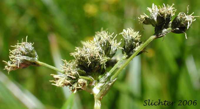 Inflorescence of Panicled Bulrush, Small-fruited Bulrush: Scirpus microcarpus (Synonyms: Scirpus microcarpus var. longispicatus, Scirpus microcarpus var. microcarpus, Scirpus microcarpus var. rubrotinctus, Scirpus rubrotinctus, Scirpus sylvaticus, Scirpus sylvaticus var. digynus)