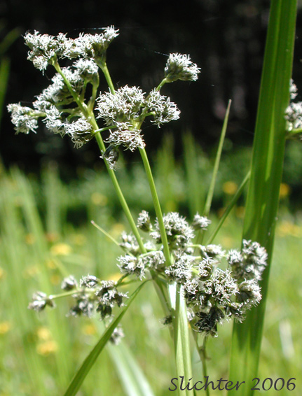 Inflorescence of Panicled Bulrush, Small-fruited Bulrush: Scirpus microcarpus (Synonyms: Scirpus microcarpus var. longispicatus, Scirpus microcarpus var. microcarpus, Scirpus microcarpus var. rubrotinctus, Scirpus rubrotinctus, Scirpus sylvaticus, Scirpus sylvaticus var. digynus)