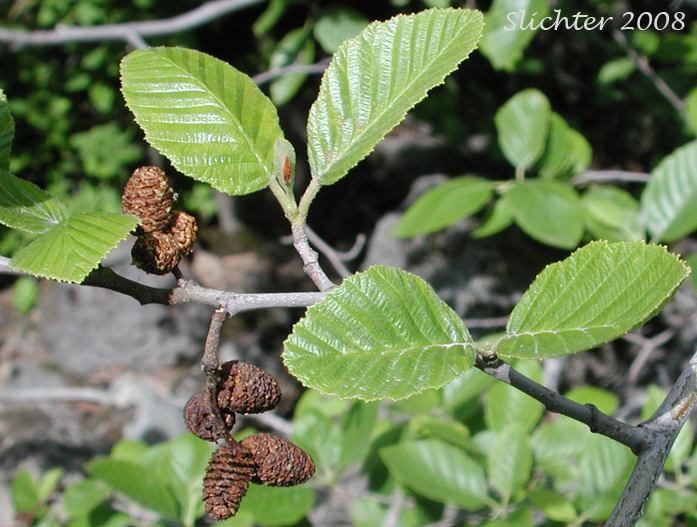 White Alder, California Alder: Alnus rhombifolia (Synonym: Alnus rhombifolia var. bernardina)