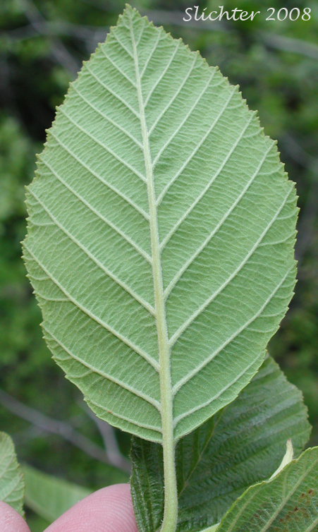 Ventral leaf surface of White Alder, California Alder: Alnus rhombifolia (Synonym: Alnus rhombifolia var. bernardina)