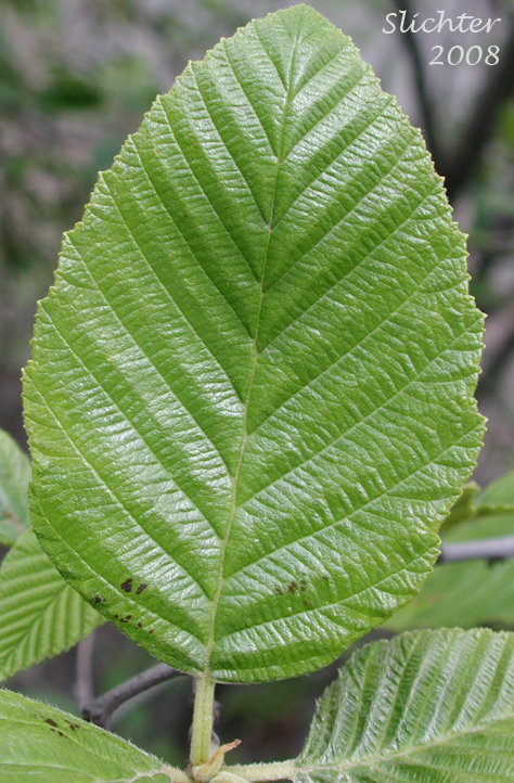 Upper leaf surface of White Alder, California Alder: Alnus rhombifolia (Synonym: Alnus rhombifolia var. bernardina)