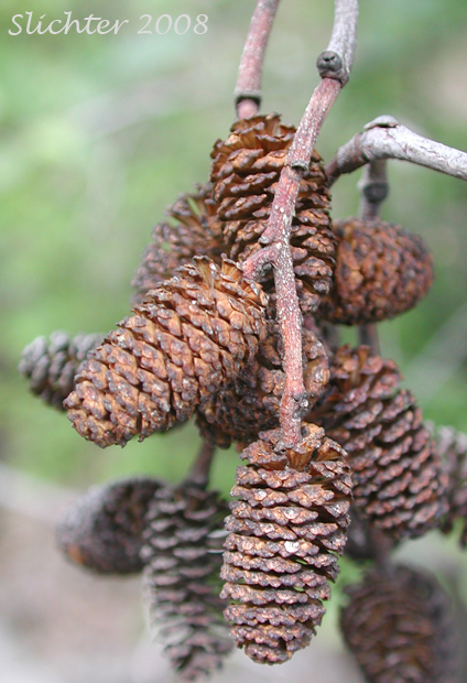 Seed cones of White Alder, California Alder: Alnus rhombifolia (Synonym: Alnus rhombifolia var. bernardina)