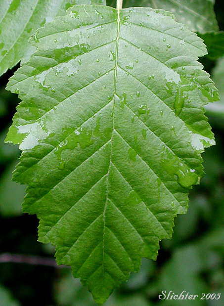 Upper leaf surface of Oregon Alder, Red Alder: Alnus rubra (Synonyms: Alnus oregona, Alnus oregona var. oregona, Alnus oregona var. pinnatisecta, Alnus rubra var. pinnatisecta)