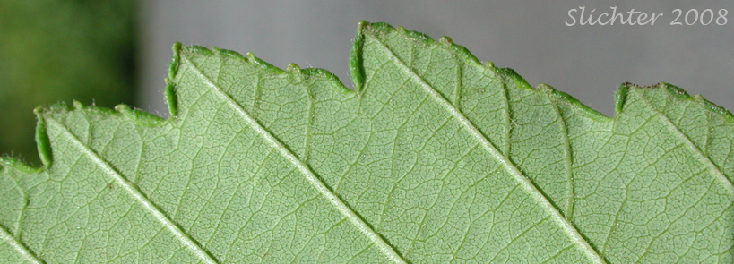 Lower leaf margin of Oregon Alder, Red Alder: Alnus rubra (Synonyms: Alnus oregona, Alnus oregona var. oregona, Alnus oregona var. pinnatisecta, Alnus rubra var. pinnatisecta)