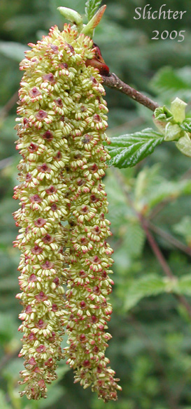 Catkins of Green Alder, Mountain Alder, Siberian Alder, Sitka Alder, Slide Alder, Wavy-leaf Alder, Wavy-leaved Alder: Alnus viridis ssp. sinuata (Synonyms: Alnus alnobetula, Alnus alnobetula ssp. sinuata, Alnus crispa ssp. laciniata, Alnus crispa ssp. sinuata, Alnus sinuata, Alnus sitchensis, Alnus viridis ssp. fruiticosa, Alnus viridis ssp. sinuata, Alnus viridis var. sinuata, Duschekia sinuata)