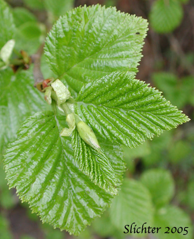 Leaves of Green Alder, Siberian Alder, Sitka Alder, Slide Alder, Wavy-leaf Alder, Wavy-leaved Alder: Alnus viridis ssp. sinuata (Synonyms: Alnus alnobetula, Alnus crispa ssp. laciniata, Alnus crispa ssp. sinuata, Alnus sinuata, Alnus sitchensis, Alnus viridis ssp. fruticosa, Alnus viridis var. sinuata, Duschekia sinuata)