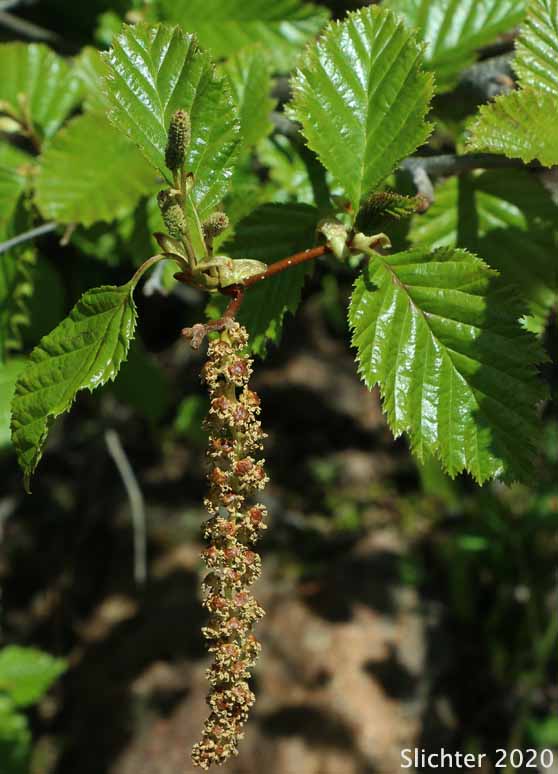 Green Alder, Siberian Alder, Sitka Alder, Slide Alder, Wavy-leaf Alder, Wavy-leaved Alder: Alnus viridis ssp. sinuata (Synonyms: Alnus alnobetula, Alnus crispa ssp. laciniata, Alnus crispa ssp. sinuata, Alnus sinuata, Alnus sitchensis, Alnus viridis ssp. fruticosa, Alnus viridis var. sinuata, Duschekia sinuata)