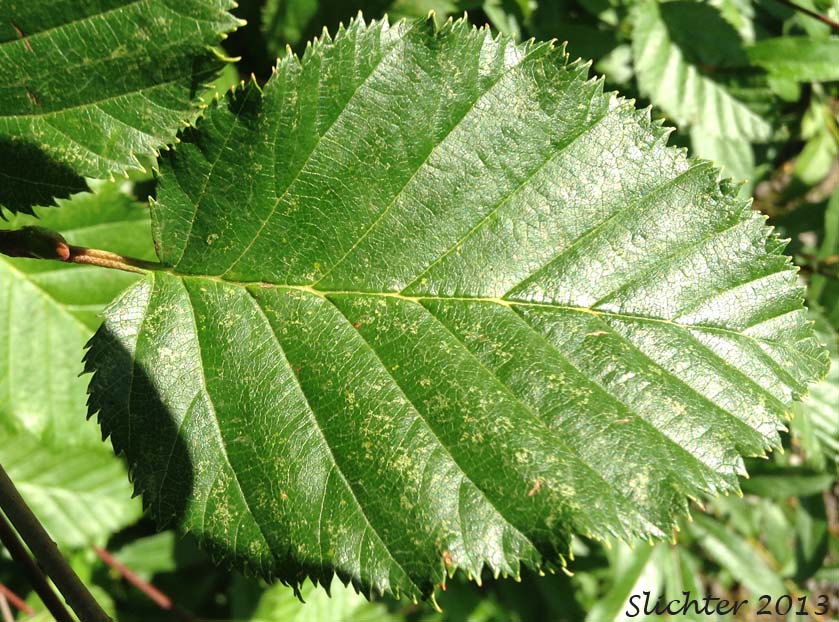 Leaf of Green Alder, Mountain Alder, Siberian Alder, Sitka Alder, Slide Alder, Wavy-leaf Alder, Wavy-leaved Alder: Alnus viridis ssp. sinuata (Synonyms: Alnus alnobetula, Alnus alnobetula ssp. sinuata, Alnus crispa ssp. laciniata, Alnus crispa ssp. sinuata, Alnus sinuata, Alnus sitchensis, Alnus viridis ssp. fruiticosa, Alnus viridis ssp. sinuata, Alnus viridis var. sinuata, Duschekia sinuata)