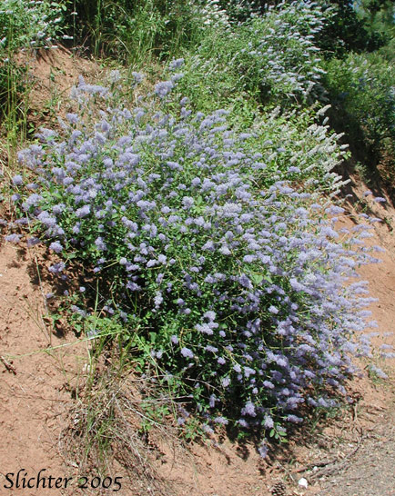 Deerbrush: Ceanothus integerrimus (Synonyms: Ceanothus andersonii, Ceanothus californicus)