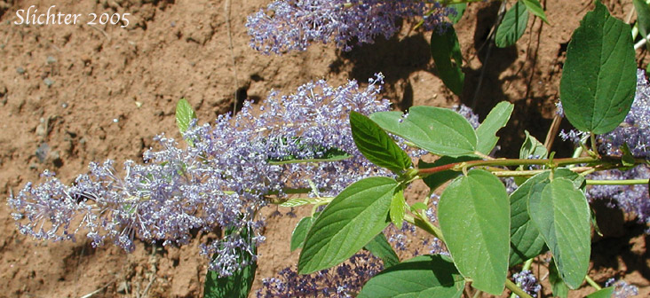 Deerbrush: Ceanothus integerrimus (Synonyms: Ceanothus andersonii, Ceanothus californicus)