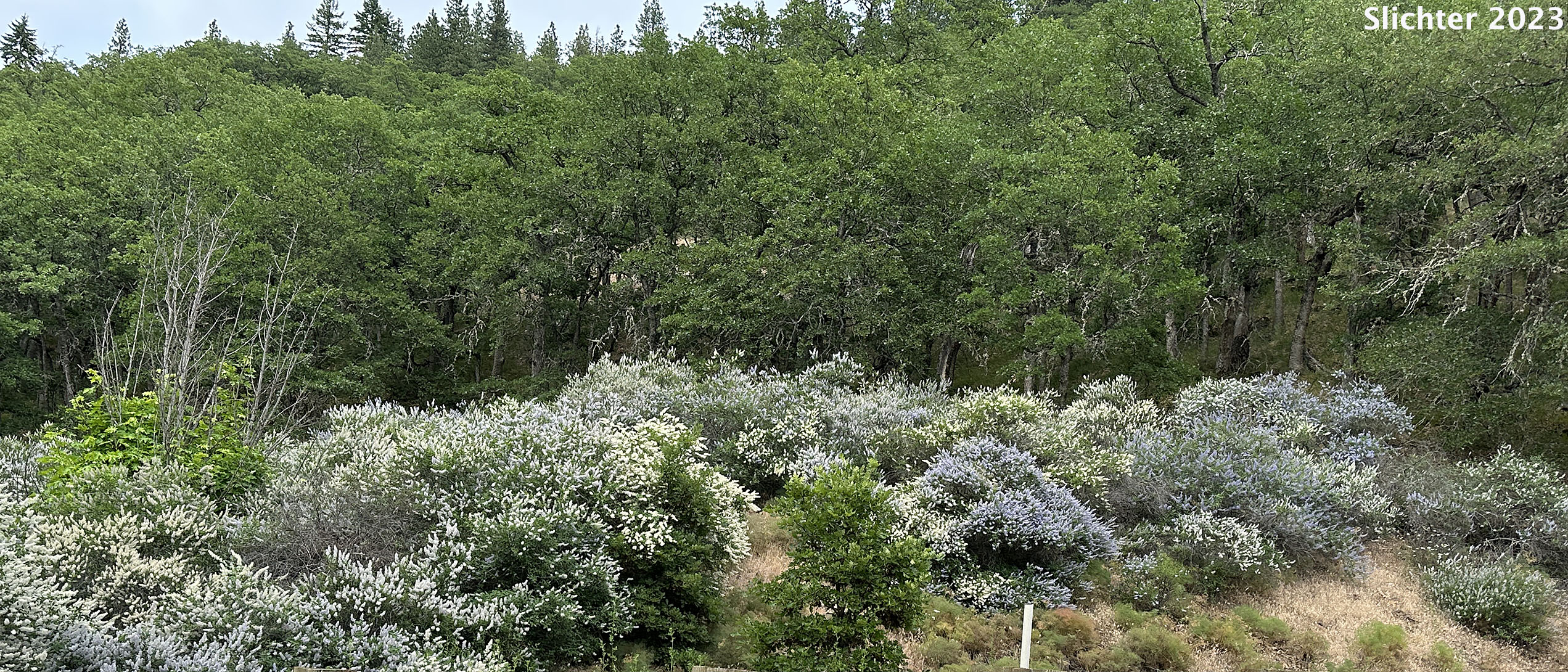 Deerbrush: Ceanothus integerrimus (Synonyms: Ceanothus andersonii, Ceanothus californicus)
