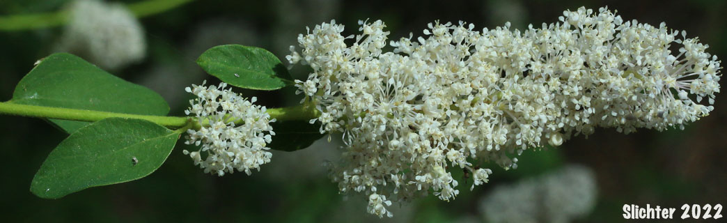 Inflorescence of Deerbrush: Ceanothus integerrimus (Synonyms: Ceanothus andersonii, Ceanothus californicus)