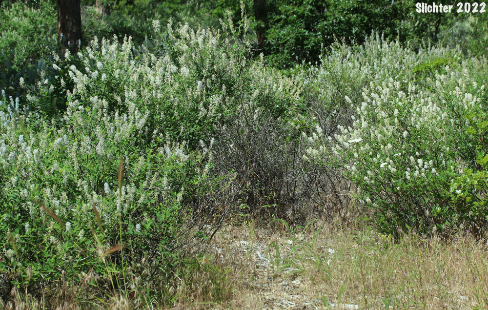 Habitat of Deerbrush: Ceanothus integerrimus (Synonyms: Ceanothus andersonii, Ceanothus californicus)
