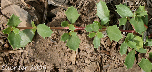 Leaves of Mahala Mat: Ceanothus prostratus