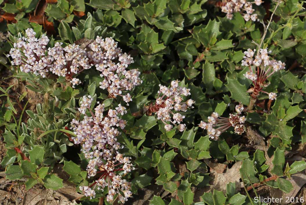 Mahala Mat, Prostrate Ceanothus: Ceanothus prostratus (Synonyms: Ceanothus divergens ssp. occidentalis, Ceanothus prostratus var. laxus, Ceanothus prostratus ssp. prostratus)