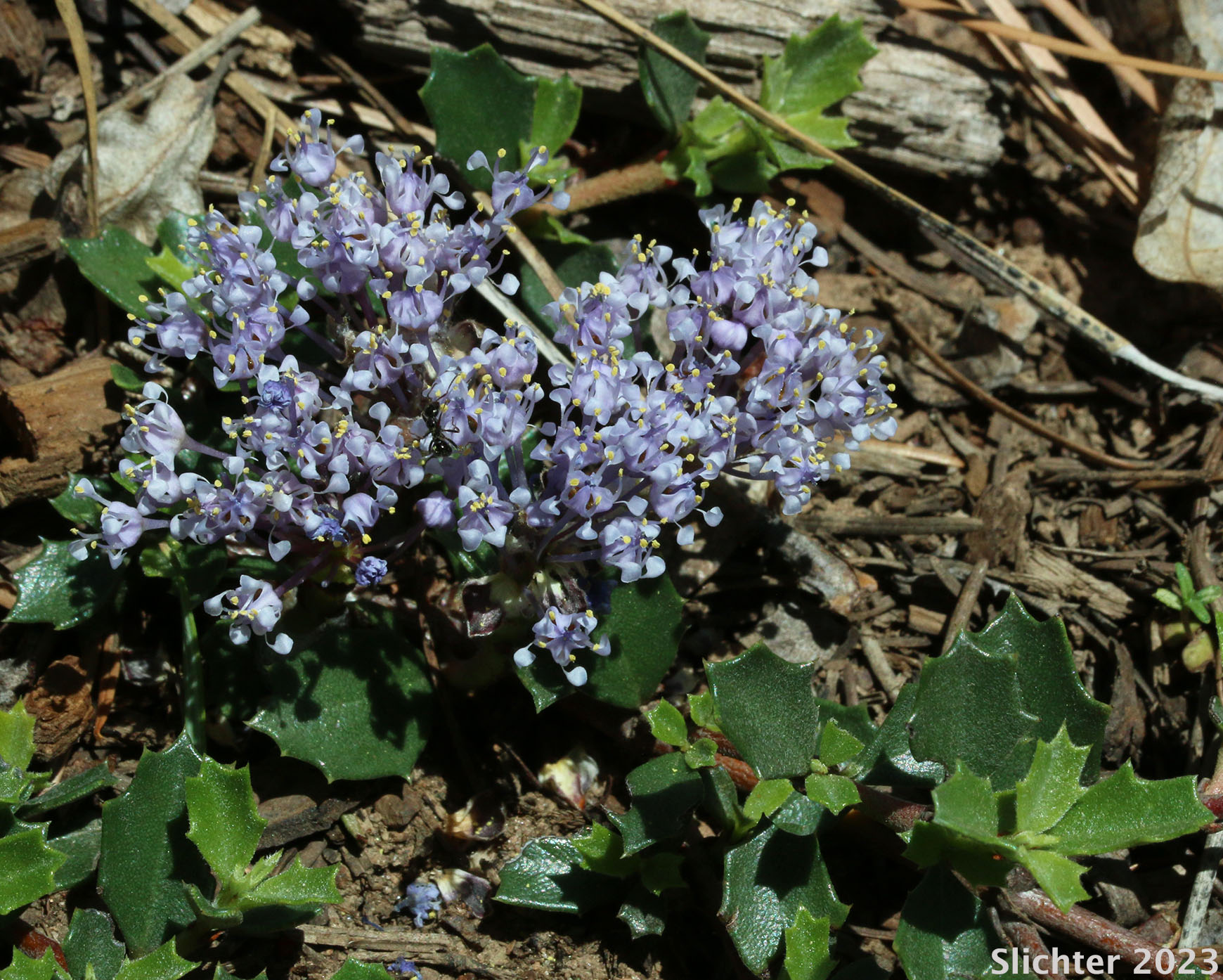 Mahala Mat, Prostrate Ceanothus: Ceanothus prostratus (Synonyms: Ceanothus divergens ssp. occidentalis, Ceanothus prostratus var. laxus, Ceanothus prostratus ssp. prostratus)
