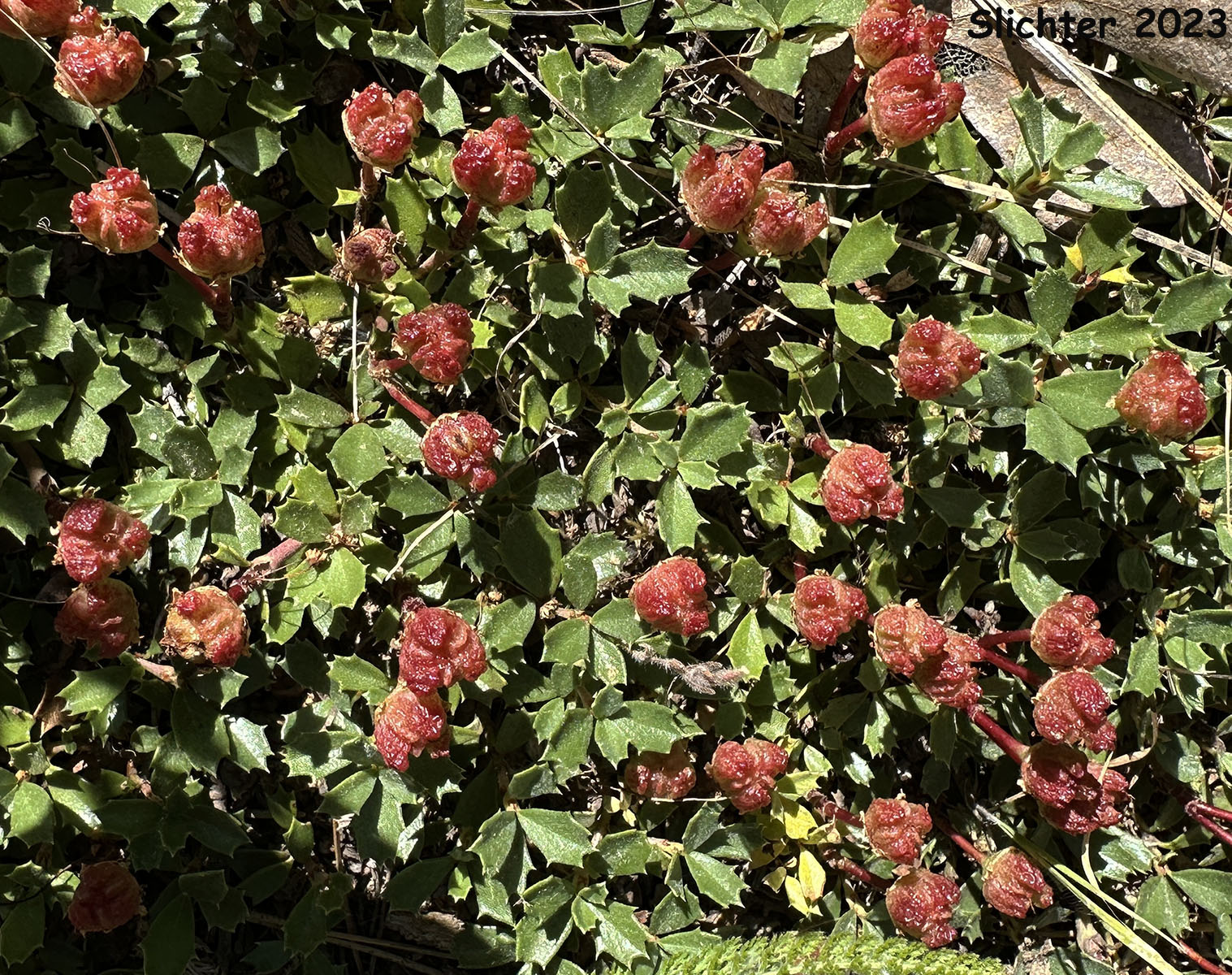 Maturing fruits of Mahala Mat, Prostrate Ceanothus: Ceanothus prostratus (Synonyms: Ceanothus divergens ssp. occidentalis, Ceanothus prostratus var. laxus, Ceanothus prostratus ssp. prostratus)