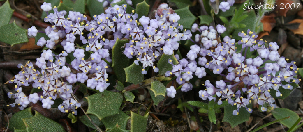Mahala Mat: Ceanothus prostratus